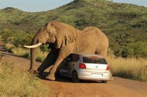 Grijze Auto voor de kleuren Auto Bingo! Een super grappig plaatje van een grijze olifant op een grijze auto. Als Grijze auto bestuurder ben je Maar behalve dat, ben je ook erg nuchter en toegewijd aan je werk: grijs staat voor veilig, bescheiden en duurzaam. Mels Feestje & Zomervakantie