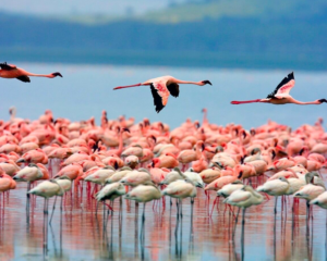 Torrevieja zoutmeren flamingo's