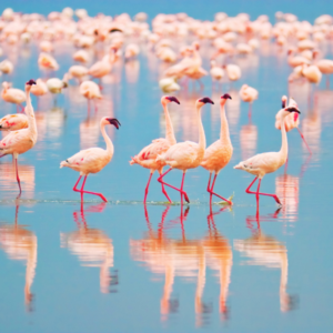 zoutmeer torrevieja flamingos la casa de melvino